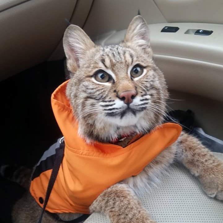 Capone the bobcat